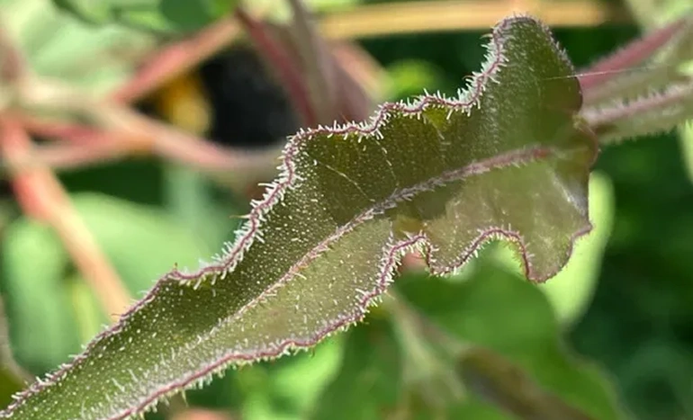Lemon Eucalyptus Tree - Aromatic Marvel
