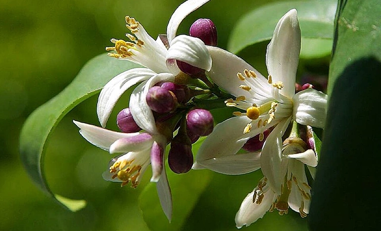 Lemon Tree - Citrus Marvel