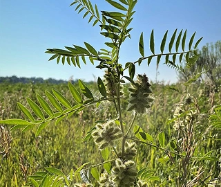 Licorice Root - Vibrant Herb