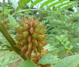 Licorice - Environmental Benefits