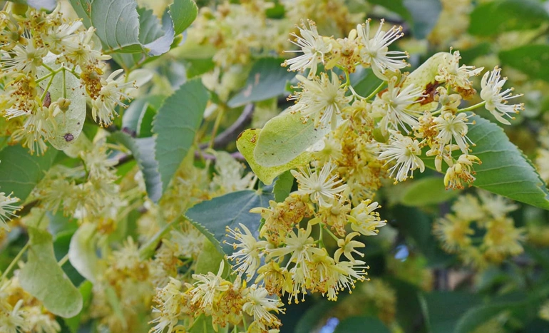 Little Leaf Linden Tree - Ornamental Beauty