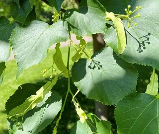 Little Leaf Linden - Environmental Benefits