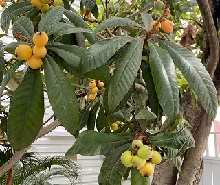 Loquat Tree - Glossy Foliage