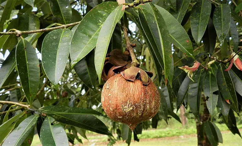 Nagkesara Tree - Floral Elegance