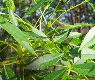 Narrow Leaf Ash Tree - Vibrant Foliage