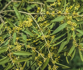Native Olive Tree - Olive Fruit