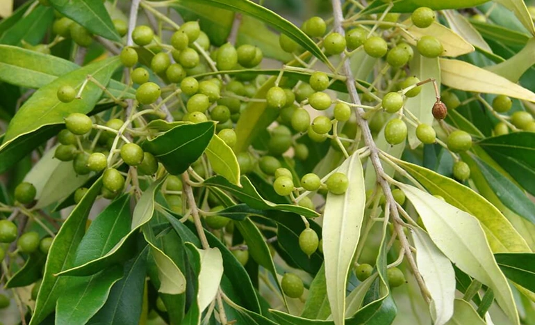 Native Olive Tree - Mediterranean Gem