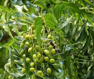 Neem Tree - Oval Fruits