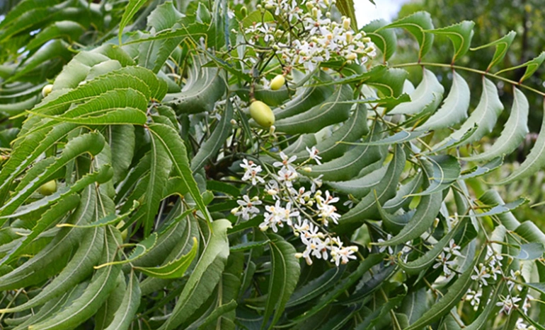 Neem Tree - Nature's Pharmacy