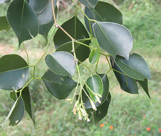 North Indian Rosewood Tree - Rich Heartwood