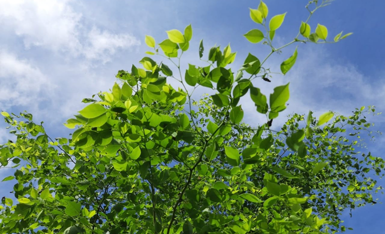 North Indian Rosewood Tree - Majestic Beauty
