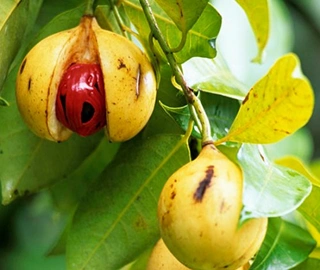 Nutmeg Tree - Unique Fruit