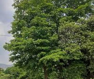 Aadusa Tree Leaves - Medicinal Properties