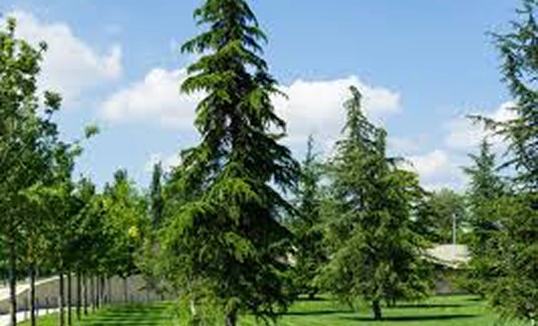 Deodar Tree - Himalayan Evergreen