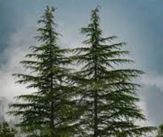 Deodar Tree Needles and Cones