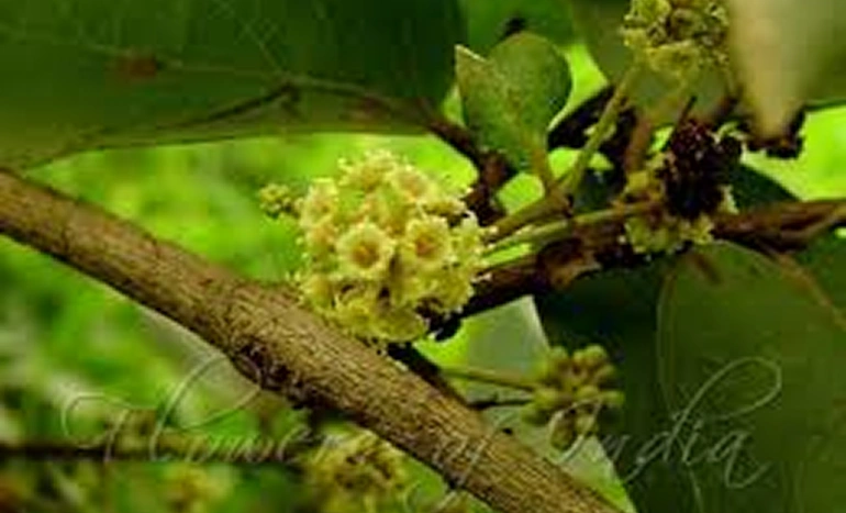 Dhawada Tree - Ancient Healing Secrets