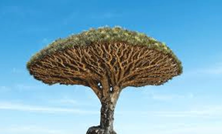 Dragon Tree - Ancient Marvel