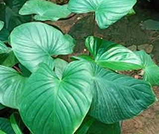 Drutkumari Tree Conservation