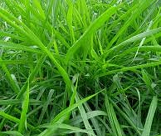 Durva Grass - Medicinal Benefits