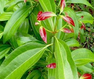 Indian Cork Fig Fruits