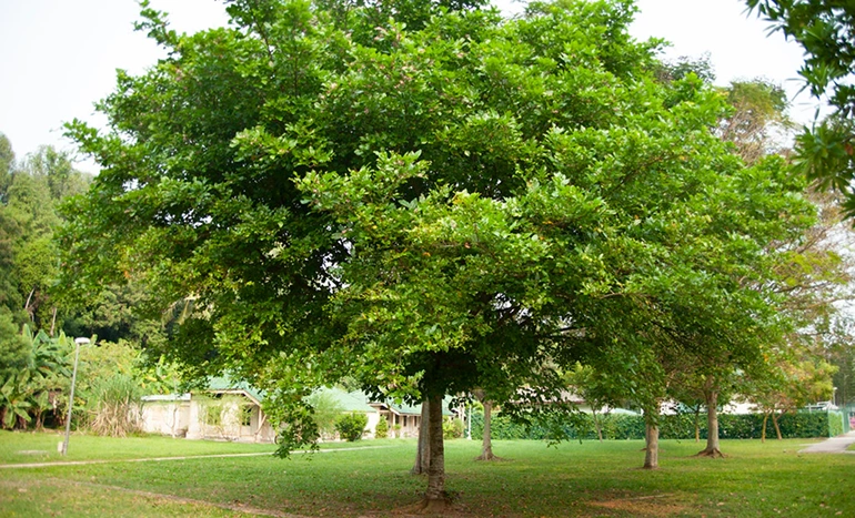 Aadusa Tree - Medicinal Plant
