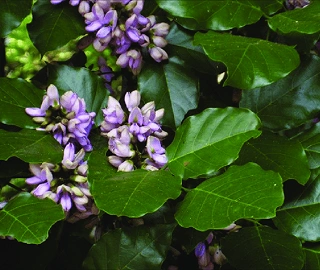 Indian Cork Fig Fruits