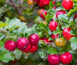 Indian Cork Fig Tree
