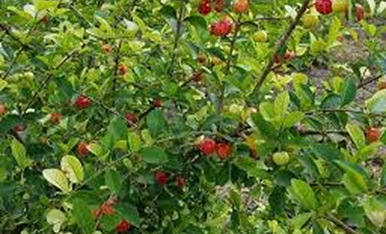 Indian Cherry Tree - Beautiful Blossoms