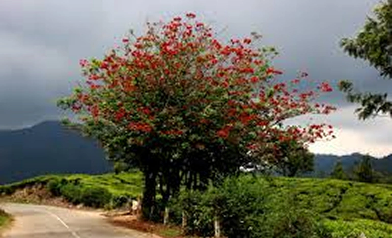 Indian Coral Tree - Vibrant Flowering Tree