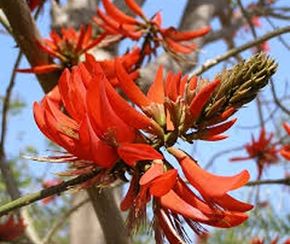 Indian Cork Fig Fruits