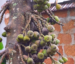 Indian Cork Fig Fruits