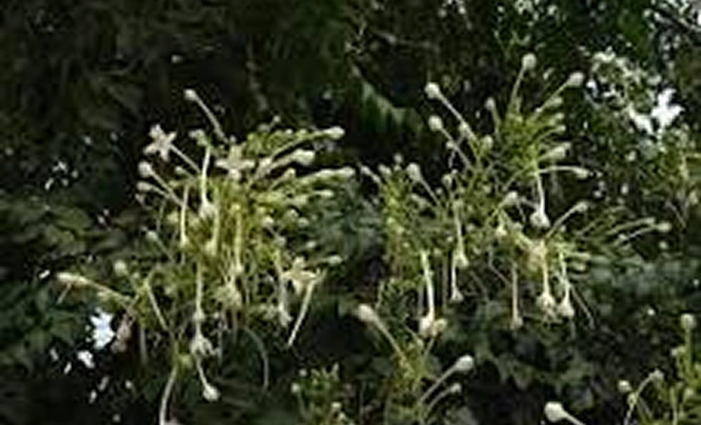 Indian Corkwood Tree - Millingtonia hortensis