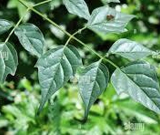 Indian Cork Fig Tree