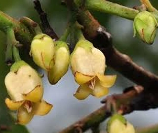Indian Cork Fig Tree
