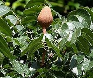 Indian Cork Fig Tree