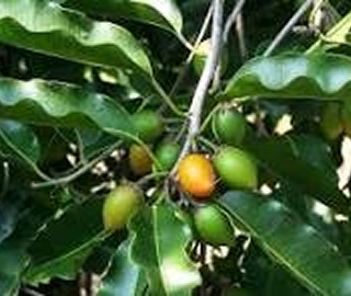 Indian Cork Fig Fruits