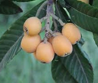 Indian Cork Fig Tree