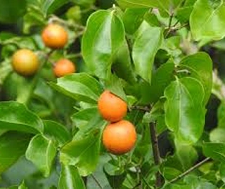 Indian Cork Fig Tree