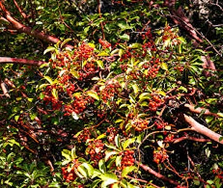Indian Cork Fig Tree
