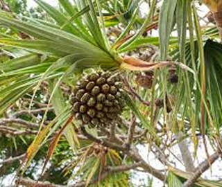 Indian Cork Fig Tree