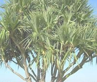Indian Cork Fig Fruits