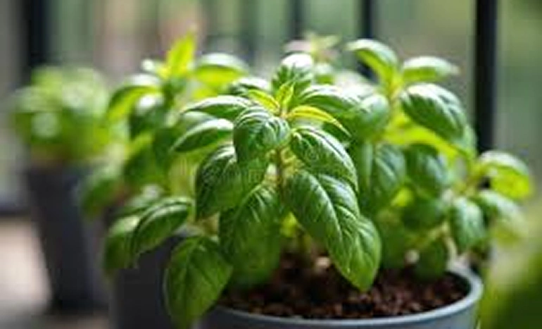 Italian Basil