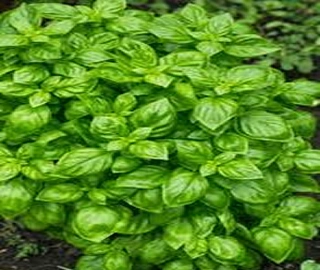 Indian Cork Fig Tree