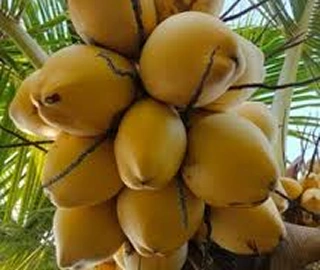 Indian Cork Fig Tree