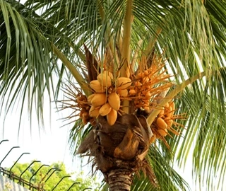 Indian Cork Fig Fruits