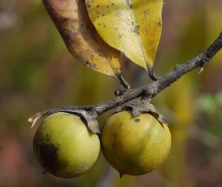 Indian Cork Fig Fruits