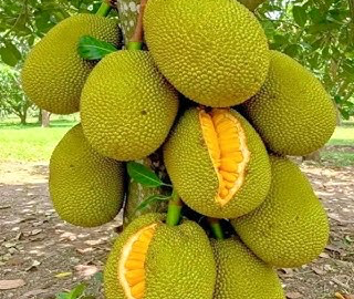 Indian Cork Fig Tree