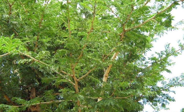 Jammi Chettu Tree
