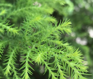 Indian Cork Fig Fruits
