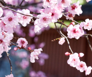 Indian Cork Fig Fruits